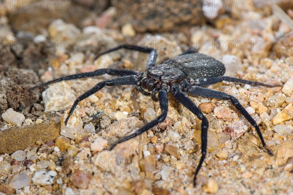 Wall Crab Spider