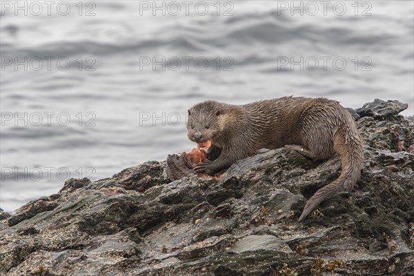 Otter eating lumpsucker fish on a rock at low tide