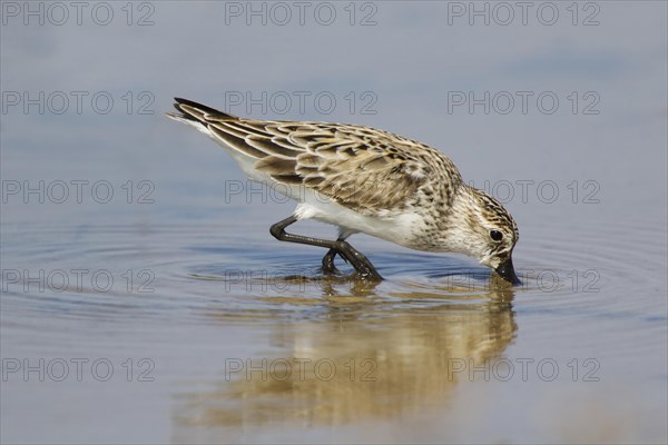 Semipalmated Sandpiper