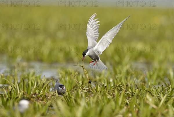 Whiskered Tern