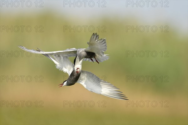 Whiskered Tern