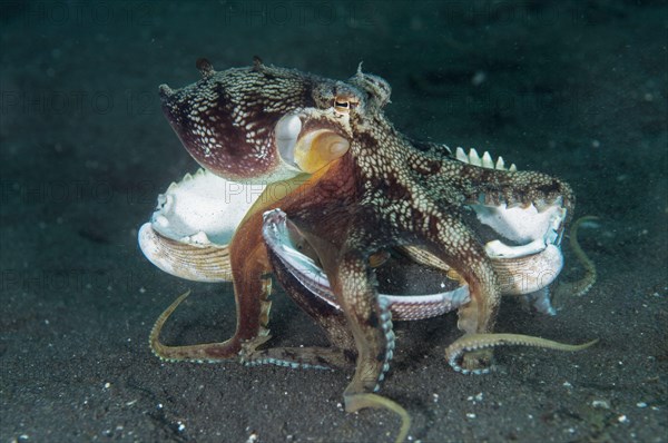 Coconut octopus