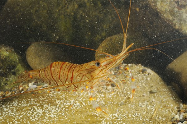 Common Prawn