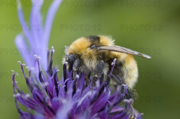 Great Yellow Bumblebee