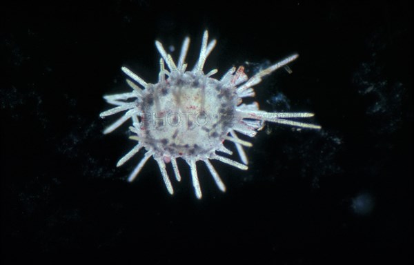 Echinocardium cordatum