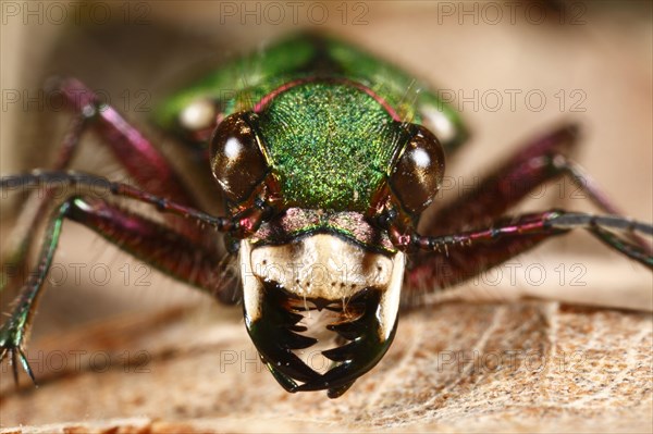 Green tiger beetle