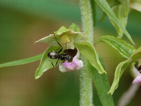 Broad-leaved Helleborine