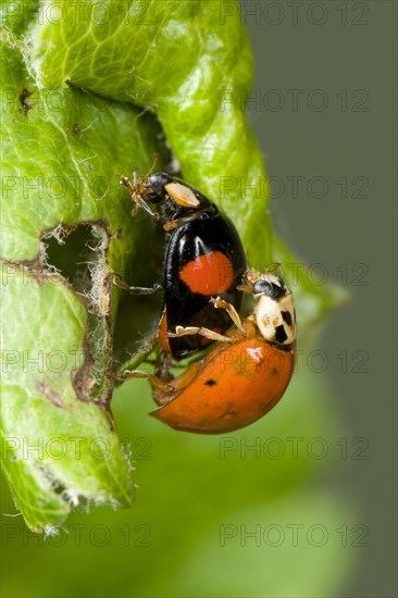 Asian Ladybird