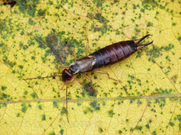 Common Earwig