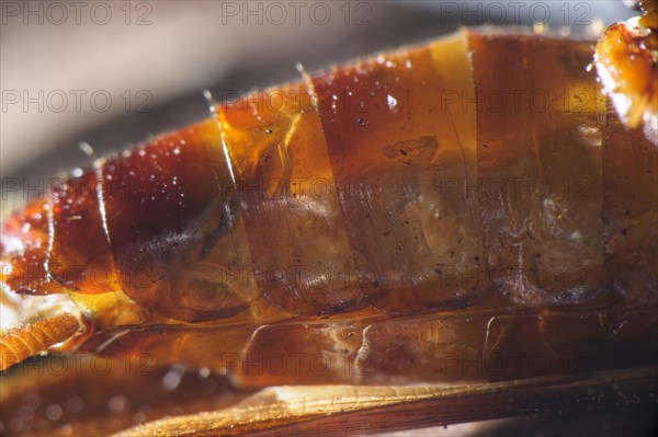 Larva of the emerald cockroach wasp