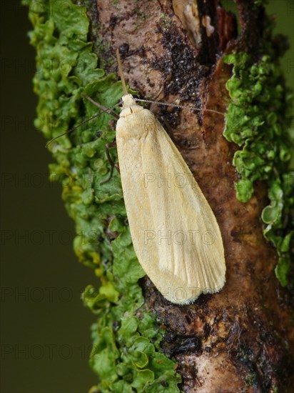 Orange footman