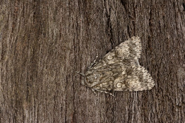 Poplar grey moth