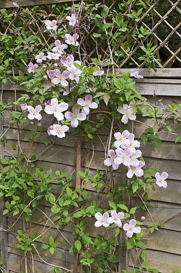 Flowering anemone clematis