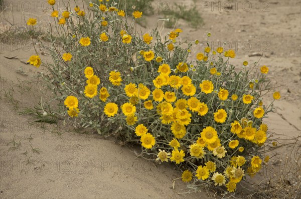 Desert Marigold