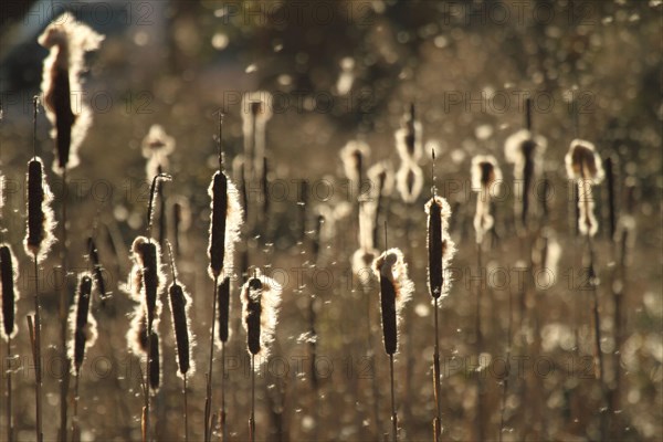 Bulrush