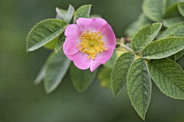 Dog rose