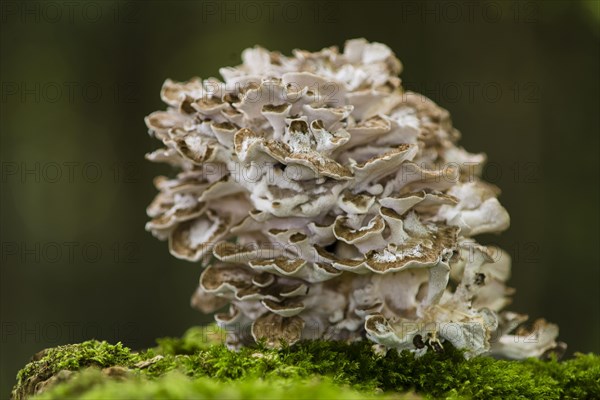 Maitake