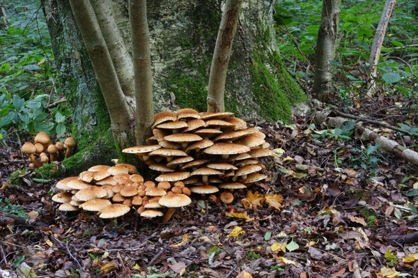 Shaggy shaggy scalycap