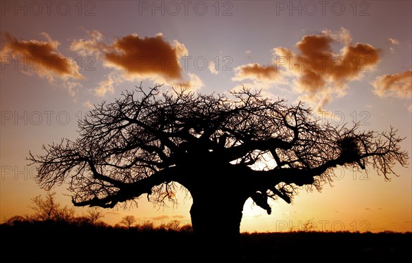 African baobab