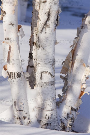 Betula papyracea