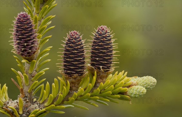 Balsam fir