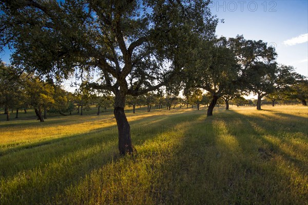 Cork Oak