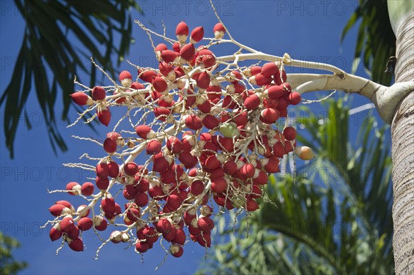 Manila Palm