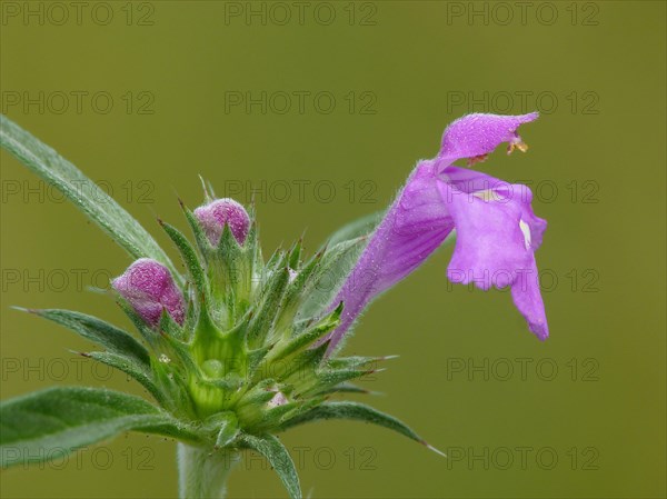 Red galeopsis ladanum var. angustifolia