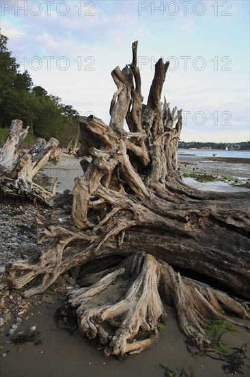 Tree stump on beach with incoming tide at dawn