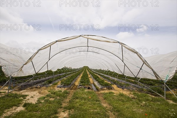 Polly tunnel covers strawberry crop