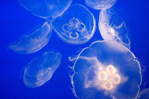 Moon Jellyfish