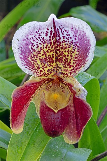 Orchid