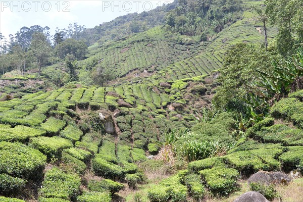 Tea Plantation