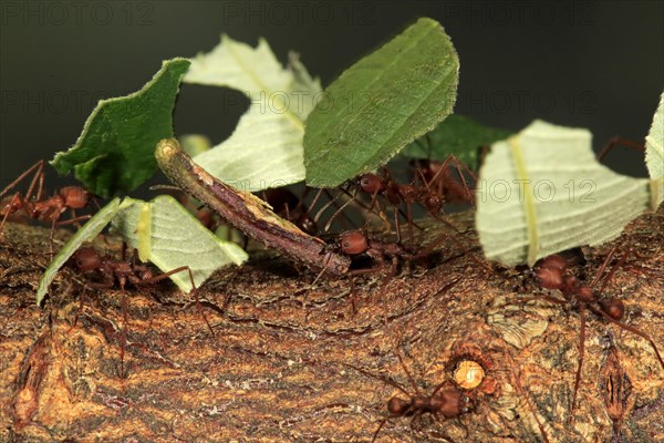 Leafcutter ant