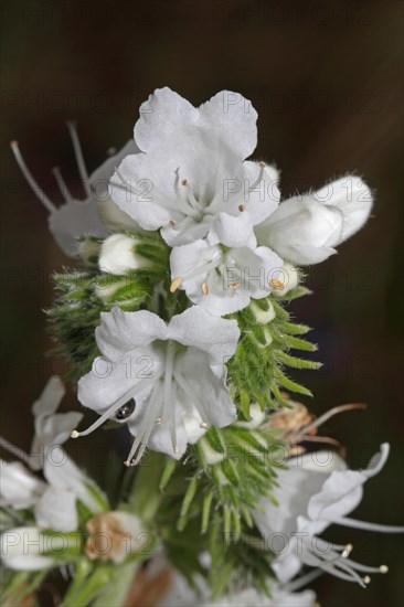 Common viper's bugloss