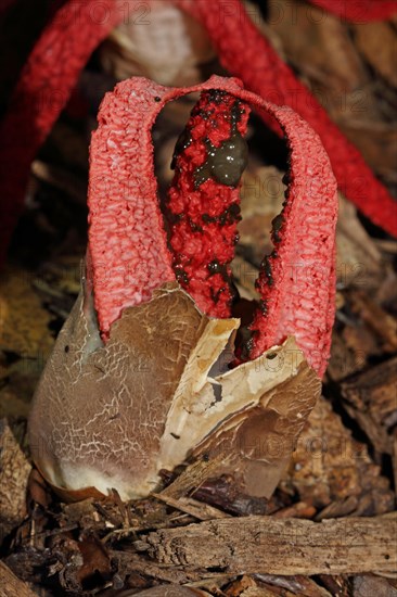 Octopus mushroom