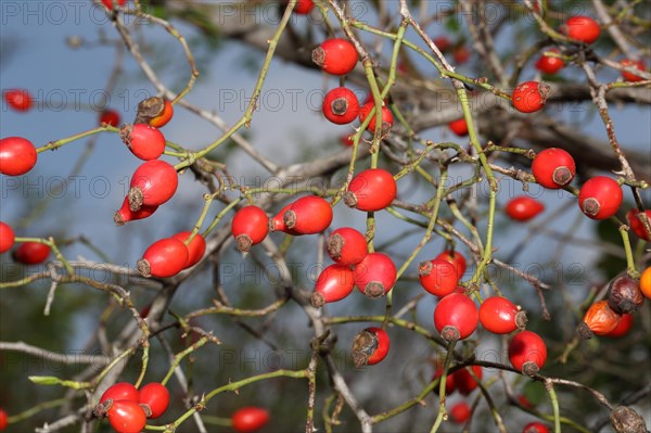 Dog rose