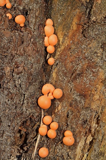 Bloodmilk fungus