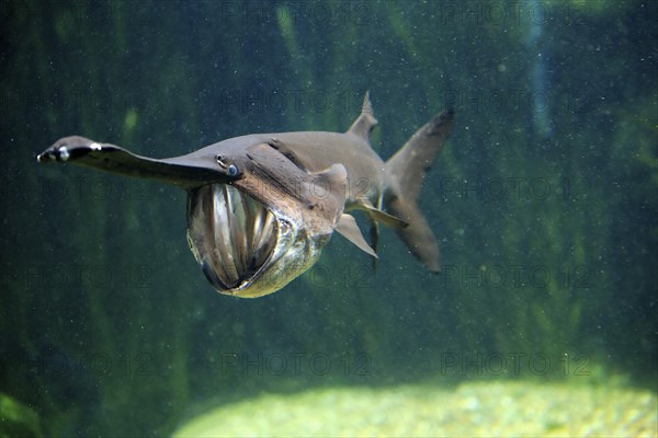 American paddlefish