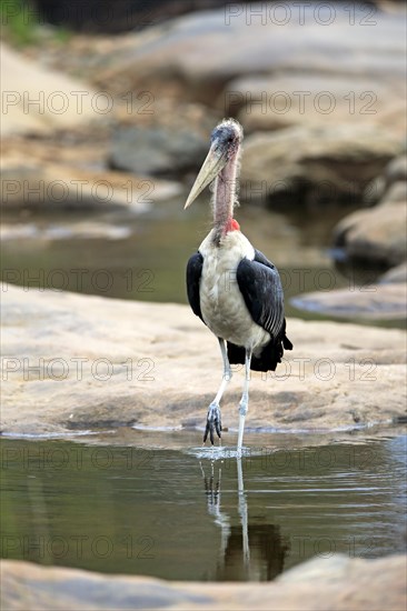 Marabou Stork