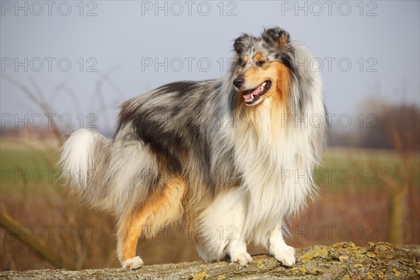 Scottish shepherd dog