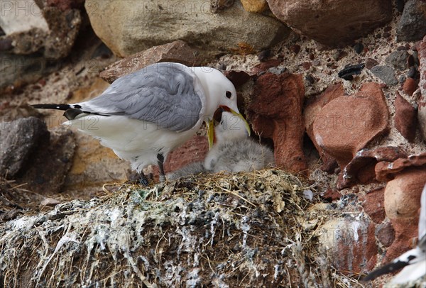 Kittiwake