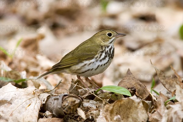 Seiurus aurocapilla