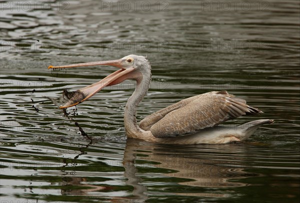 Spot-billed Pelican