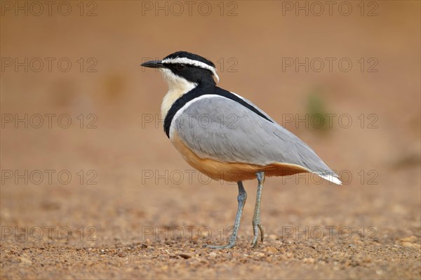 Egyptian egyptian plover