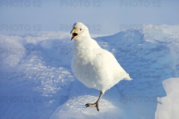 White-faced sheathbill