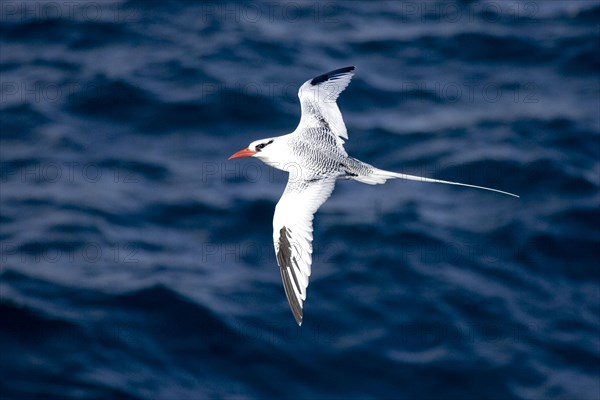 Red billed Tropicbird