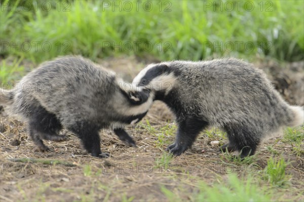 Eurasian Badger