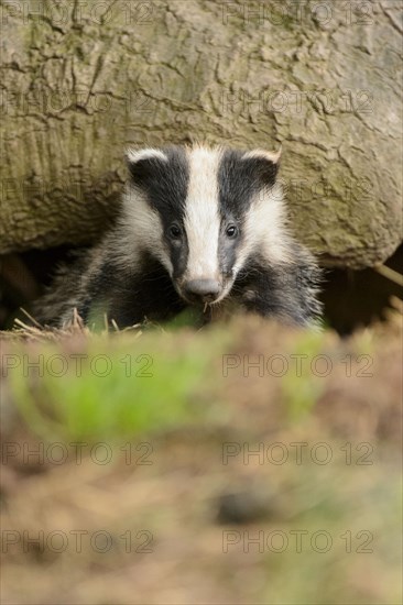 Eurasian Badger