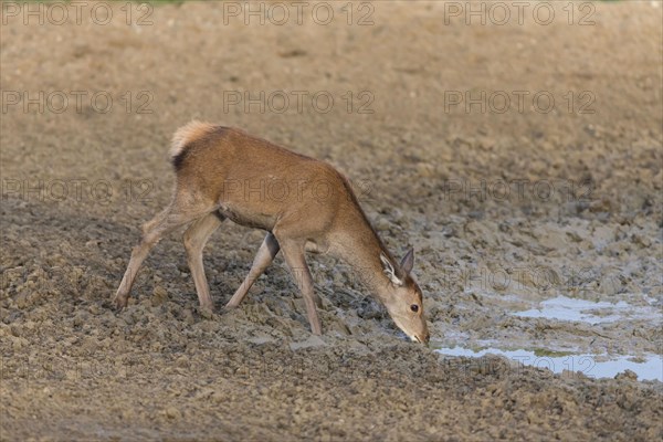 Red Deer